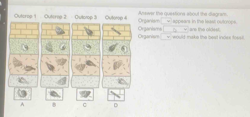 Answer the questions about the diagram.
Outcrop 1 Outcrop 2 rganism □ vee  appears in the least outcrops.
rganisms □ b are the oldest.
rganism □ vee  would make the best index fossil.