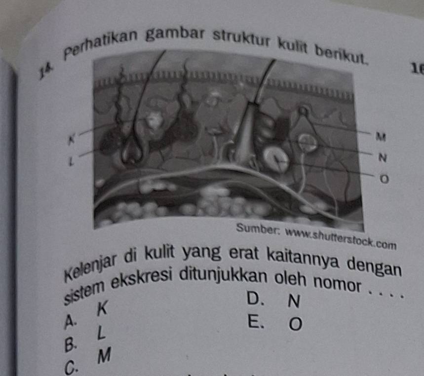 Perhatikan gambar struktur kulit berikut.
1
erstock.com
Kelenjar di kulit yang erat kaitannya dengan
sistem ekskresi ditunjukkan oleh nomor . . . .
A. K
D. N
E. O
B. L
C. M