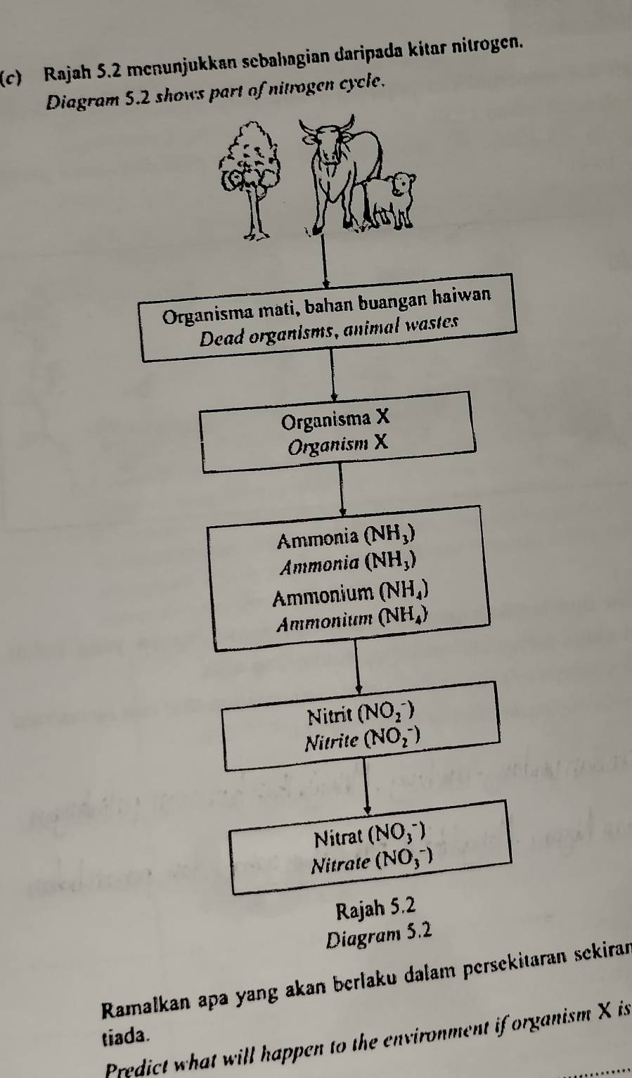 Rajah 5.2 menunjukkan sebahagian daripada kɨtar nitrogen.
Diagram 5of nitrogen cycle.
Ramalkan apa yang akan berlaku dalam persekitaran sekiran
tiada.
Predict what will happen to the environment if organism X is