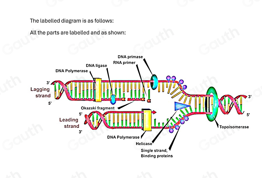 The labelled diagram is as follows: 
All the parts are labelled and as shown: