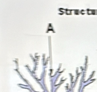 Structu