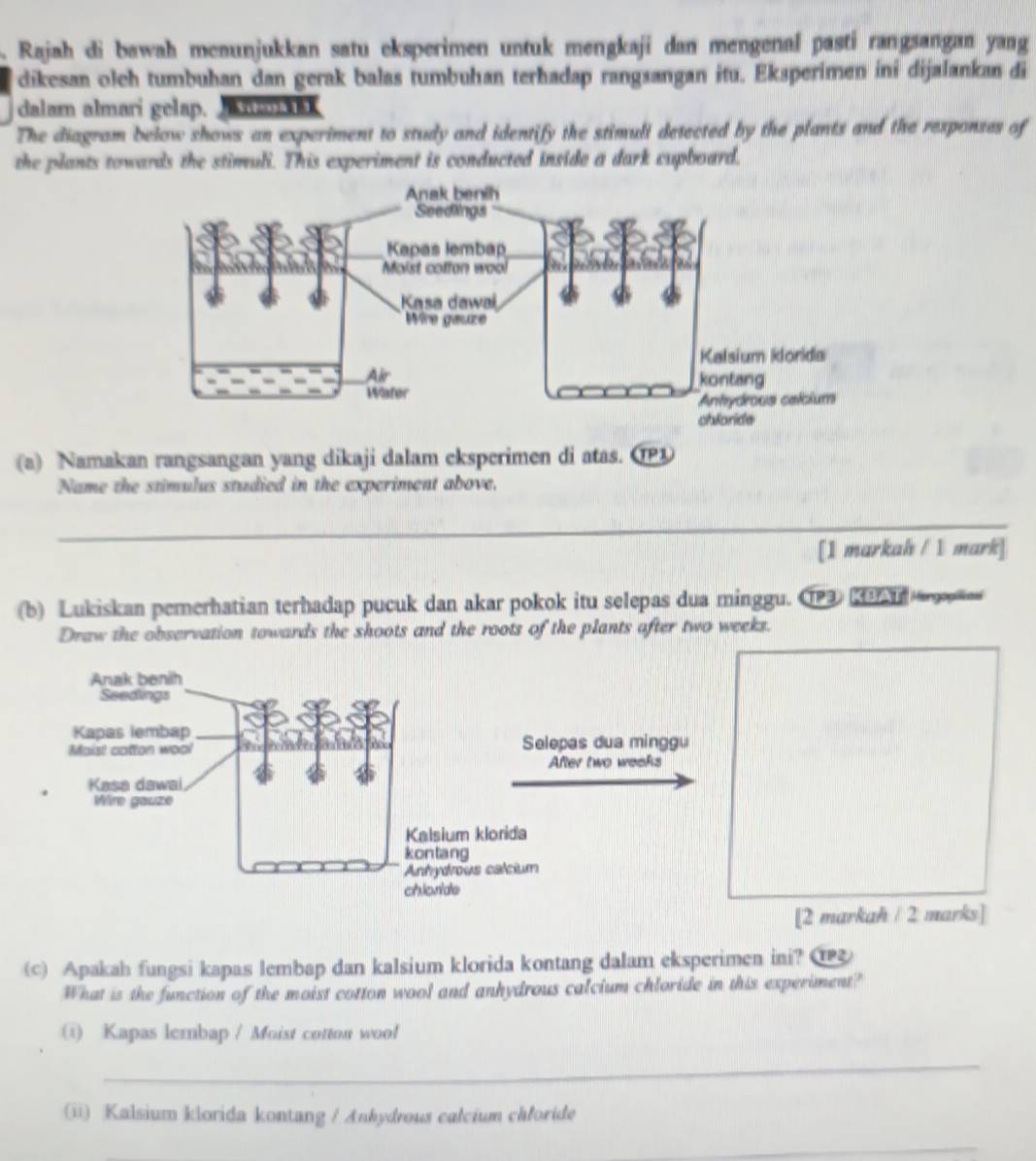 Rajah di bawah meaunjukkan satu eksperimen untuk mengkaji dan mengenal pasti rangsangan yang 
dikesan oleh tumbuhan dan gerak balas tumbuhan terhadap rangsangan itu. Eksperimen ini dijalankan di 
dalam almari gelap. ta 
The diagram below shows an experiment to study and identify the stimuli detected by the plants and the responses of 
the plants towards the stimuli. This experiment is conducted inside a dark cupboard. 
(a) Namakan rangsangan yang dikaji dalam eksperimen di atas. ①① 
Name the stimulus studied in the experiment above. 
_ 
[1 markah / 1 mark] 
(b) Lukiskan pemerhatian terhadap pucuk dan akar pokok itu selepas dua minggu. 《P2》KBAT Horgopfaal 
Draw the observation towards the shoots and the roots of the plants after two weeks. 
[2 markah / 2 marks] 
(c) Apakah fungsi kapas lembap dan kalsium klorida kontang dalam eksperimen ini? ① 
What is the function of the moist cotton wool and anhydrous calcium chloride in this experiment? 
( Kapas lembap / Moist cotton wool 
_ 
i) Kalsium klorida kontang / Ankydrous calcium chloride 
_