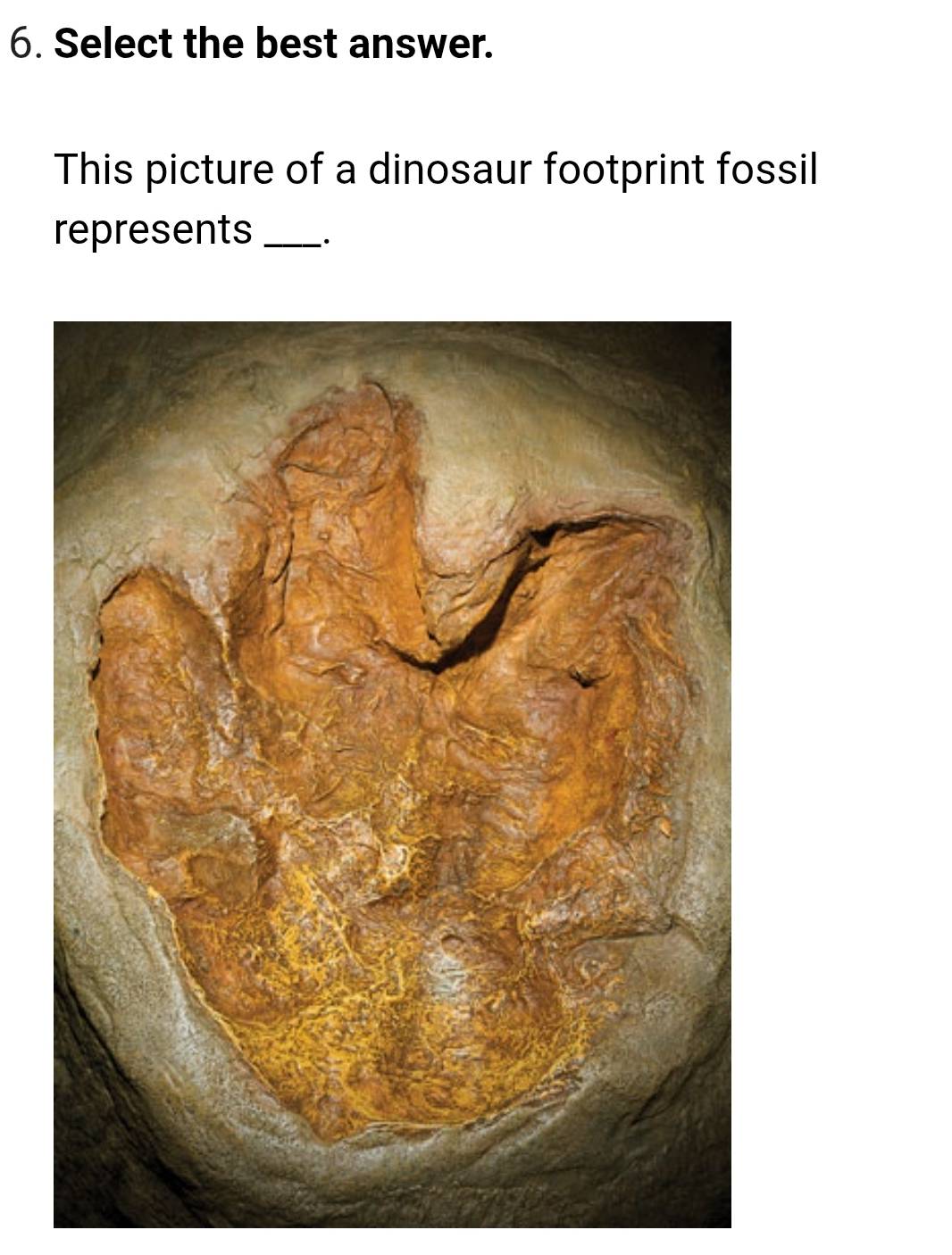 Select the best answer. 
This picture of a dinosaur footprint fossil 
represents_ ·