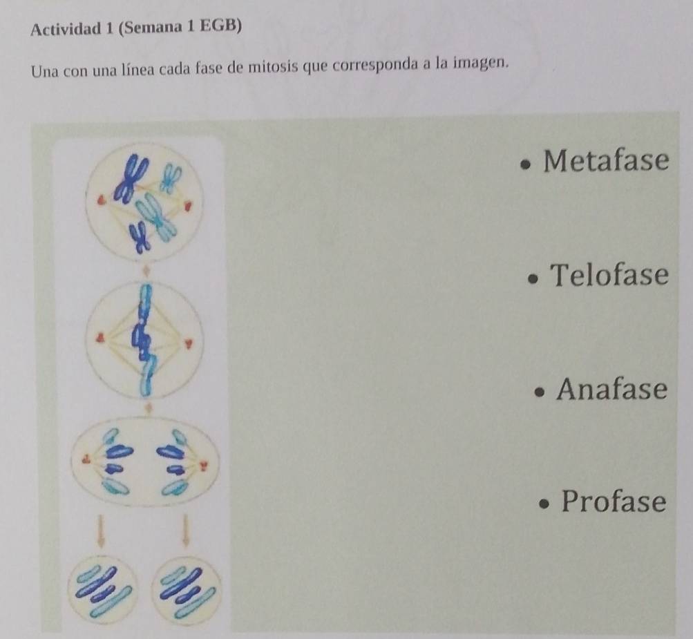 Actividad 1 (Semana 1 EGB) 
Una con una línea cada fase de mitosis que corresponda a la imagen. 
Metafase 
Telofase 
Anafase 
Profase