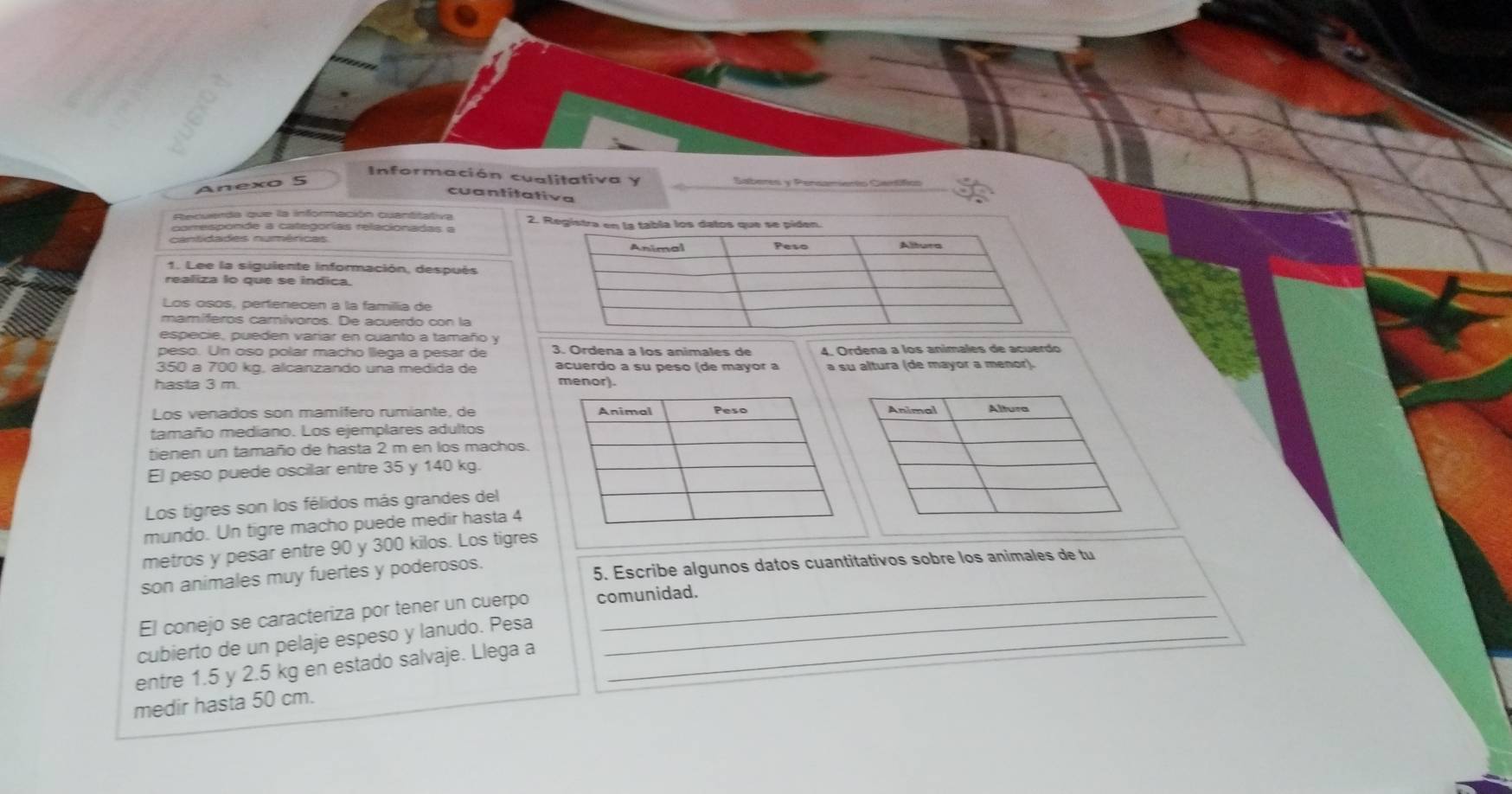 Información cualitativa y Saberes y Pensamiento Cartíficn 
cuantitativa 
Recuerda que la información cuantitativa 
coresponde a categorías relacionadas a 2
cantidades numéricas 
1. Lee la siguiente información, después 
realiza lo que se indica. 
Los osos, pertenecen a la famillía de 
mamíferos carívoros. De acuerdo con la 
especie, pueden varíar en cuanto a tamaño y 
peso. Un oso polar macho llega a pesar de 3. Ordena a los animales de 4. Ordena a los animales de acuerdo
350 a 700 kg, alcanzando una medida de acuerdo a su peso (de mayor a a su altura (de mayor a menor). 
hasta 3 m. 
menor). 
Los venados son mamífero rumiante, de 
tamaño mediano. Los ejemplares adultos 
tienen un tamaño de hasta 2 m en los machos. 
El peso puede oscilar entre 35 y 140 kg. 
Los tigres son los félidos más grandes del 
mundo. Un tigre macho puede medir hasta 4
metros y pesar entre 90 y 300 kilos. Los tigres 
son animales muy fuertes y poderosos. 
5. Escribe algunos datos cuantitativos sobre los animales de tu 
El conejo se caracteriza por tener un cuerpo comunidad. 
cubierto de un pelaje espeso y lanudo. Pesa_ 
entre 1.5 y 2.5 kg en estado salvaje. Llega a 
medir hasta 50 cm.