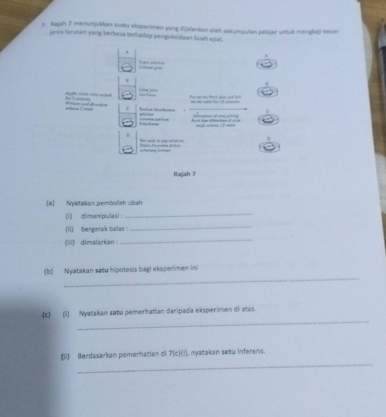 Rajah 7 menunjukkan suatu eksperimen yang dijalankan oleh sekumpulan pelajar untuk mengkaji kesan 
jenis larutan yang berbeza terhadap pengoksidaan buah epal. 
A 
^ 
Sugar ontsion 
Liruson gola 
B 
8 
Lime juice 
Apple siices were souked Ja lnu 
for 3 minums Pat on the Petri dish and leff 
Hirison epal dicension on se wisle for 15 mimotes
C 
srhana 2 minit Sodium bicarbonase_ 
C 
solution Diletakian di añus piring 
Laruton natrium Pesrí dan dibtarkan di aíaé 
hikerbonau meja selama 1.5 minit
D 
New seak in any solution 
D 
Tídus direneleam delen 
seharung lrusan 
Rajah 7 
(a) Nyatakan pemboleh ubah 
(i) dimanipulasi : 
_ 
(ii) bergerak balas : 
_ 
(iii) dimalarkan : 
_ 
_ 
(b) Nyatakan satu hipotesis bagi eksperimen ini 
_ 
(c) (i) Nyatakan satu pemerhatian daripada eksperimen di atas. 
_ 
(ii) Berdasarkan pemerhatian di 7(c)(i) , nyatakan satu inferens.