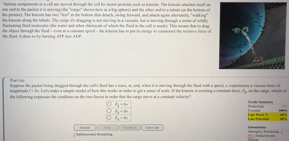 Various components in a cell are moved through the cell by motor proteins such as kinesin. The kinesin attaches itself on 
one end to the packet it is moving (the "cargo" shown here as a big sphere) and the other end to a tubule (at the bottom of 
the picture). The kinesin has two "feet" at the bottom that detach, swing forward, and attach again alternately, "walking" 
the kinesin along the tubule. The cargo it's dragging is not moving in a vacuum, but is moving through a storm of wildly 
fluctuating fluid molecules (the water and other chemicals of which the fluid in the cell is made). This means that to drag 
the object through the fluid - even at a constant speed - the kinesin has to put in energy to counteract the resistive force of 
the fluid. It does so by burning ATP into ADP. 
Part (a) 
Suppose the packet being dragged through the cell's fluid has a mass, m, and, when it is moving through the fluid with a speed, v, experiences a viscous force of 
magnitude f=bv. Let's make a simple model of how this works in order to get a sense of scale. If the kinesin is exerting a constant force, F_k, on the cargo, which of 
the following expresses the condition on the two forces in order that the cargo move at a constant velocity? Grade Summary
F_k=bv Deductions 0%
F_k Potential 100%
Late Work % 60%
F_k>bv Late Potential 60%
Submit Hint Feedback I give up! Submissions 
Attempt(s) Remaining: 2 
2 Submission(s) Remaining Deduction per
_ 50% 
Attempt