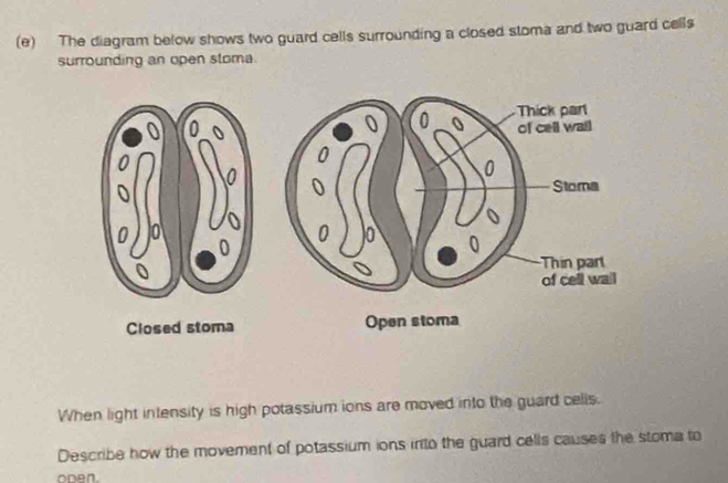 The diagram below shows two guard cells surrounding a closed stoma and two guard cells 
surrounding an open stoma. 
Closed stoma 
When light intensity is high potassium ions are moved into the guard celis. 
Describe how the movement of potassium ions into the guard cells causes the stoma to 
oDen.