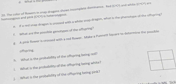 What is the probat
(C^2C^2) and white (C°C°) are 
homozygous and pink 20. The color of flowers in snap dragons shows incomplete dominance. Red
(C^1C^2) is heterozygous 
e. If a red snap dragon is crossed with a white snap dragon, what is the phenotype of the offspring? 
f. What are the possible genotypes of the offspring? 
g. A pink flower is crossed with a red flower. Make a Punnett Square to determine the possible 
offspring. 
h. What is the probability of the offspring being red? 
i. What is the probability of the offspring being white? 
j. What is the probability of the offspring being pink? 
cells is NN Sick