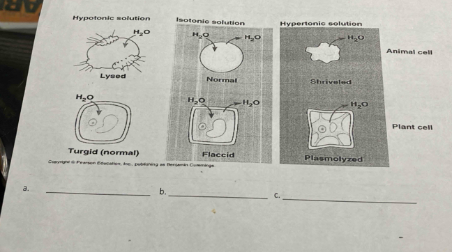 a
Hypotonic solution Isotonic solution Hypertonic solution
H_2O
H_2O
Animal cell
Lysed Normal Shriveled
Plant cell
Turgid (normal) Flaccid Plasmolyzed
Copyright & Pearson Education, Inc.. publishing as Benjamin Cummings
a.
_b._
C._