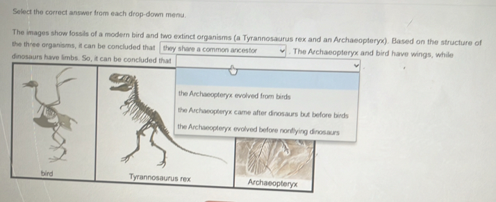 Select the correct answer from each drop-down menu. 
The images show fossils of a modern bird and two extinct organisms (a Tyrannosaurus rex and an Archaeopteryx). Based on the structure of 
the three organisms, it can be concluded that they share a common ancestor . The Arce wings, while