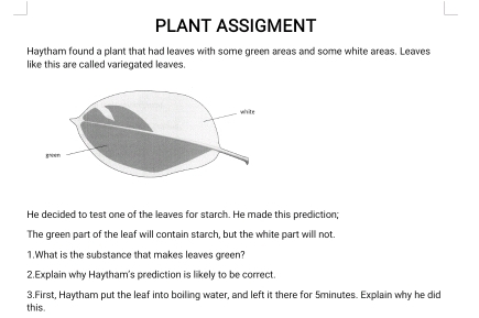 PLANT ASSIGMENT 
Haytham found a plant that had leaves with some green areas and some white areas. Leaves 
like this are called variegated leaves. 
He decided to test one of the leaves for starch. He made this prediction; 
The green part of the leaf will contain starch, but the white part will not. 
1.What is the substance that makes leaves green? 
2.Explain why Haytham's prediction is likely to be correct. 
3.First, Haytham put the leaf into boiling water, and left it there for 5minutes. Explain why he did 
this