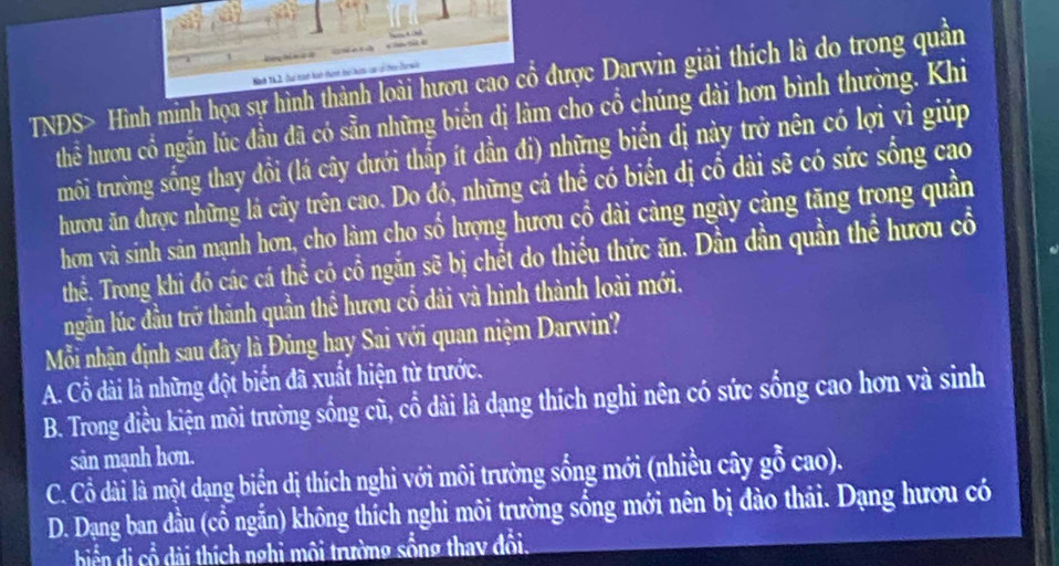 TNDS> Hình minh họa sự hình thành loài hươu cao cổ được Darwin giải thích là do trong quản
Nh Th 2 tự hat hot thinh họ ham caci te Tawn
thể hươu cổ ngắn lúc đầu đã có sẵn những biển dị làm cho cổ chúng dài hơn bình thường. Khi
môi trường sống thay đổi (lá cây dưới thấp ít dẳn đi) những biển dị này trở nên có lợi vì giúp
hươu ăn được những lá cây trên cao. Do đó, những cá thể có biển dị cổ dài sẽ có sức sống cao
hon và sinh sản mạnh hơn, cho làm cho số lượng hươu cổ dài cảng ngày cảng tăng trong quần
thể. Trong khi đó các cá thể có cổ ngắn sẽ bị chết do thiều thức ăn. Dần dần quần thể hươu cổ
ngẫn lúc đầu trở thành quần thể hươu cổ dải và hình thành loài mới.
Mỗi nhận định sau đây là Đủng hay Sai với quan niệm Darwin?
A. Cổ dài là những đột biển đã xuất hiện từ trước.
B. Trong điều kiện môi trường sống cũ, cổ dài là dạng thích nghi nên có sức sống cao hơn và sinh
sản mạnh hơn.
C. Cổ dài là một dạng biển dị thích nghi với môi trường sống mới (nhiều cây gỗ cao).
D. Dạng ban đầu (cổ ngẵn) không thích nghi môi trường sống mới nên bị đào thải. Dạng hươu có
hiển di ổ dài thích nghi môi trường sống thay đôi.