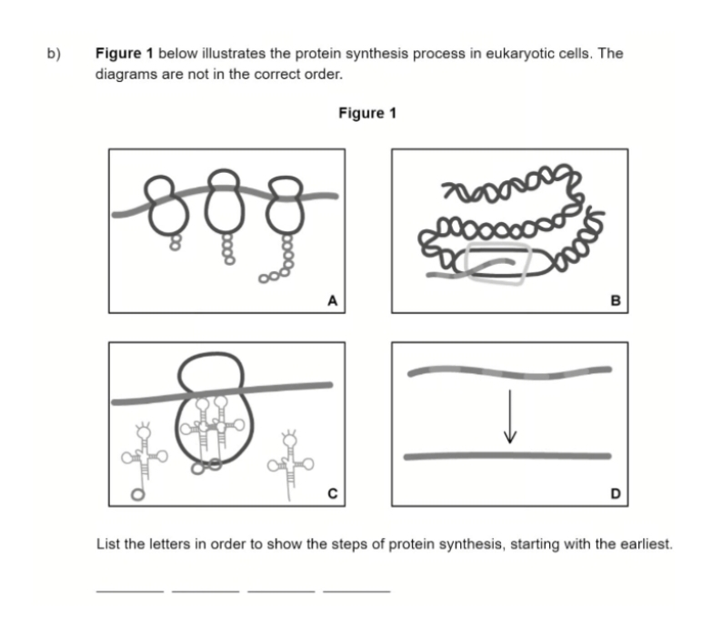 Selesai:Figure 1 below illustrates the protein synthesis process in ...