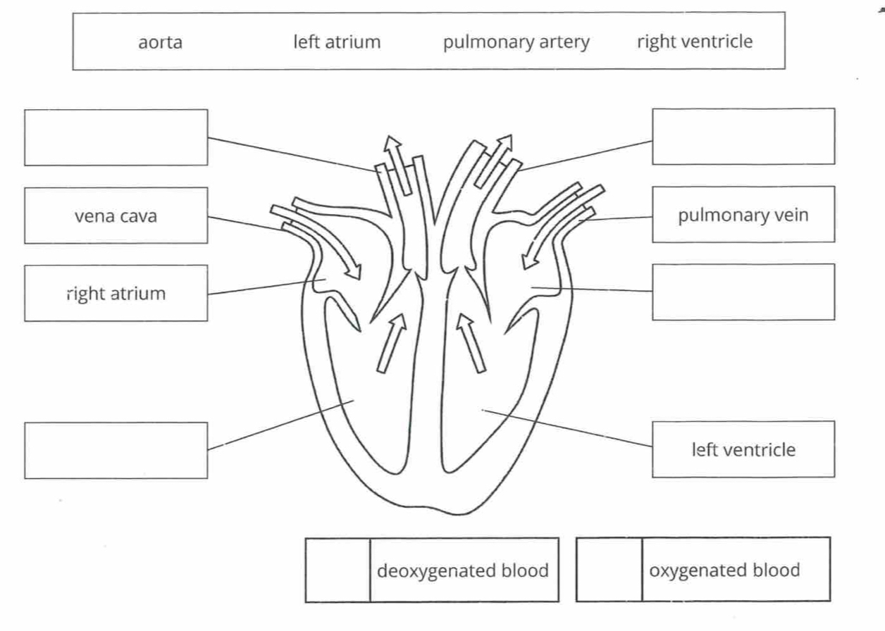 deoxygenated blood oxygenated blood