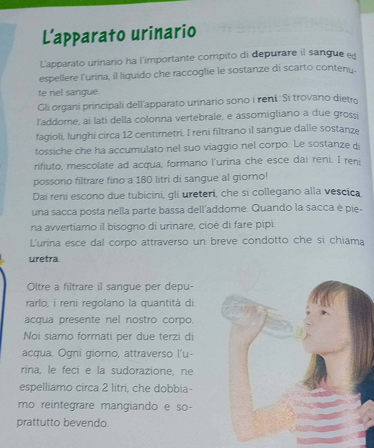 L’apparato urinario 
Lapparato urinario ha l'importante compito di depurare il sangue ed 
espellere l'urina, il liquido che raccoglie le sostanze di scarto contenu- 
te nel sangue. 
Gli organí principali dell’apparato urinario sono i reni. Si trovano dietro 
laddome, ai lati della colonna vertebrale, e assomigliano a due grossi 
fagioli, lunghi circa 12 centimetri. I reni filtrano il sangue dalle sostanze 
tossiche che ha accumulato nel suo viaggio nel corpo. Le sostanze di 
rifiuto, mescolate ad acqua, formano l'urina che esce dai reni. I reni 
possono filtrare fino a 180 litri di sangue al giorno! 
Daí reni escono due tubicini, gli ureteri, che si collegano alla vescica 
una sacca posta nella parte bassa dell'addome. Quando la sacca è pie- 
na awvertiamo il bisogno di urinare, cioè di fare pipi. 
Lurina esce dal corpo attraverso un breve condotto che si chiama 
uretra 
Oltre a filtrare il sangue per depu- 
rarlo, i reni regolano la quantità di 
acqua presente nel nostro corpo. 
Noi siamo formati per due terzi di 
acqua. Ogni giorno, attraverso l'u- 
rina, le feci e la sudorazione, ne 
espelliamo circa 2 litri, che dobbia- 
mo reintegrare mangiando e so- 
prattutto bevendo.