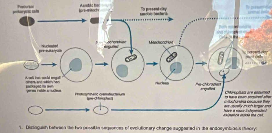 Preourson Aerabic bas 
présan-da 
y 
Chloroplasts are assumed 
to have been acquired alter 
mitochondria because they 
are usually much larger and 
t 
1. Distinguish between the two possible sequences of evolutionary change suggested in the endosymbiosis theory: