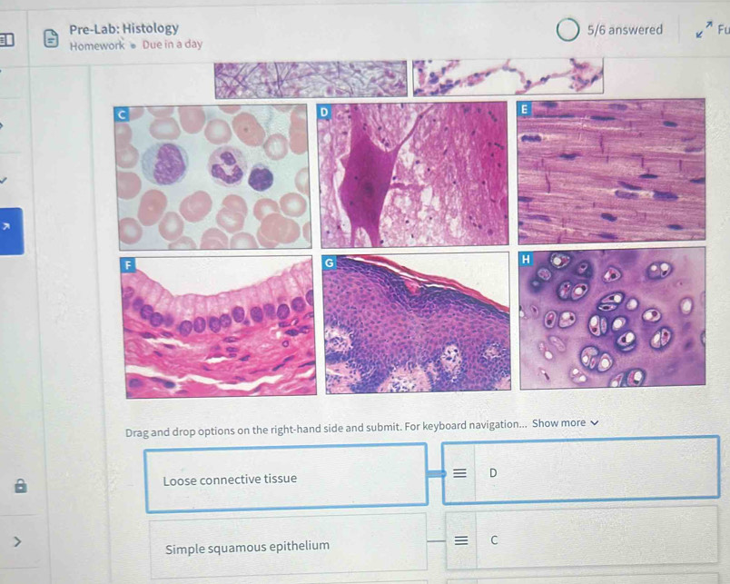 Pre-Lab: Histology 5/6 answered Fu 
Homework Due in a day 
Drag and drop options on the right-hand side and submit. For keyboard navigation... Show more 
Loose connective tissue D 
Simple squamous epithelium ≡ C