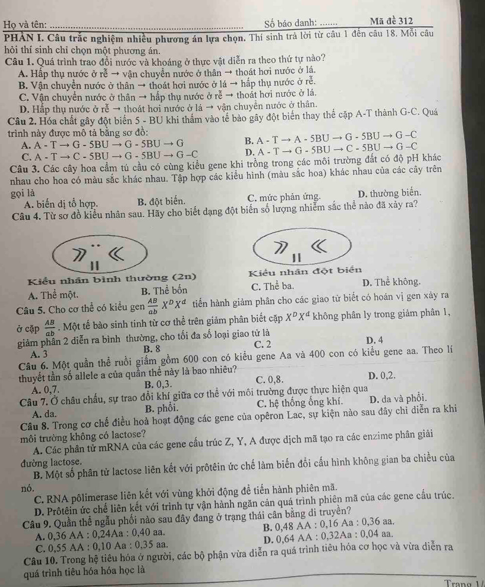 Họ và tên: _Số báo danh: ....... Mã đề 312
PHẢN I. Câu trắc nghiệm nhiều phương án lựa chọn. Thí sinh trả lời từ câu 1 đến câu 18. Mỗi câu
hỏi thí sinh chỉ chọn một phương án.
Câu 1. Quá trình trao đồi nước và khoáng ở thực vật diễn ra theo thứ tự nào?
A. Hấp thụ nước ở rễ → vận chuyển nước ở thân → thoát hơi nước ở lá.
B. Vận chuyền nước ở thân → thoát hơi nước ở lá → hấp thụ nước ở rễ.
C. Vận chuyển nước ở thân → hấp thụ nước ở rễ → thoát hơi nước ở lá.
D. Hấp thụ nước ở rễ → thoát hơi nước ở lá → vận chuyển nước ở thân.
Câu 2. Hóa chất gây đột biến 5 - BU khi thấm vào tế bào gây đột biến thay thế cặp A-T thành G-C. Quá
trình này được mô tả bằng sơ đồ:
A. A-Tto G-5BUto G-5BUto G
B. A-Tto A-5BUto G-5BUto G-C
C. A-Tto C-5BUto G-5BUto G-C D. A-Tto G-5BUto C-5BUto G-C
Câu 3. Các cây hoa cầm tú cầu có cùng kiểu gene khi trồng trong các môi trường đất có độ pH khác
nhau cho hoa có màu sắc khác nhau. Tập hợp các kiểu hình (màu sắc hoa) khác nhau của các cây trên
gọi là D. thường biến.
A. biến dị tổ hợp. B. đột biến. C. mức phản ứng.
Câu 4. Từ sơ đồ kiểu nhân sau. Hãy cho biết dạng đột biến số lượng nhiễm sắc thể nào đã xảy ra?
Kiểu nhân bình thường (2n) Kiểu nhân đột biển
A. Thể một. B. Thể bốn C. Thể ba. D. Thể không.
Câu 5. Cho cơ thể có kiều gen  AB/ab X^DX^d tiến hành giảm phân cho các giao từ biết có hoán vị gen xảy ra
ở cặp  AB/ab . Một tế bào sinh tinh từ cơ thể trên giảm phân biết cặp X^DX^d không phân ly trong giảm phân 1,
giảm phần 2 diễn ra bình thường, cho tối đa số loại giao tử là
A. 3 B. 8 C. 2
D. 4
Câu 6. Một quần thể ruồi giấm gồm 600 con có kiểu gene Aa và 400 con có kiểu gene aa. Theo lí
thuyết tần số allele a của quần thể này là bao nhiêu?
C. 0,8.
A. 0,7. B. 0,3. D. 0,2.
Câu 7. Ở châu chấu, sự trao đổi khí giữa cơ thể với môi trường được thực hiện qua
A. da. B. phổi. C. hệ thống ống khí. D. da và phối.
Câu 8. Trong cơ chế điều hoà hoạt động các gene của opêron Lac, sự kiện nào sau đây chỉ diễn ra khi
môi trường không có lactose?
A. Các phân tử mRNA của các gene cấu trúc Z, Y, A được dịch mã tạo ra các enzime phân giải
đường lactose.
B. Một số phân tử lactose liên kết với prôtêin ức chế làm biến đổi cấu hình không gian ba chiều của
nó.
C. RNA pôlimerase liên kết với vùng khởi động để tiến hành phiên mã.
D. Prôtêin ức chế liên kết với trình tự vận hành ngăn cản quá trình phiên mã của các gene cầu trúc.
Câu 9. Quần thể ngẫu phối nào sau đây đang ở trạng thái cân bằng di truyền?
A. 0,36 AA : 0,24Aa : 0,40 aa. B. 0,48 AA : 0, 16Aa:0,36a a.
C. 0,55 AA : 0,10 Aa : 0,35 aa. D. 0,64 AA : 0,32Aa : 0,04 aa.
Câu 10. Trong hệ tiêu hóa ở người, các bộ phận vừa diễn ra quá trình tiêu hóa cơ học và vừa diễn ra
quá trình tiêu hóa hóa học là_
Trano 1/