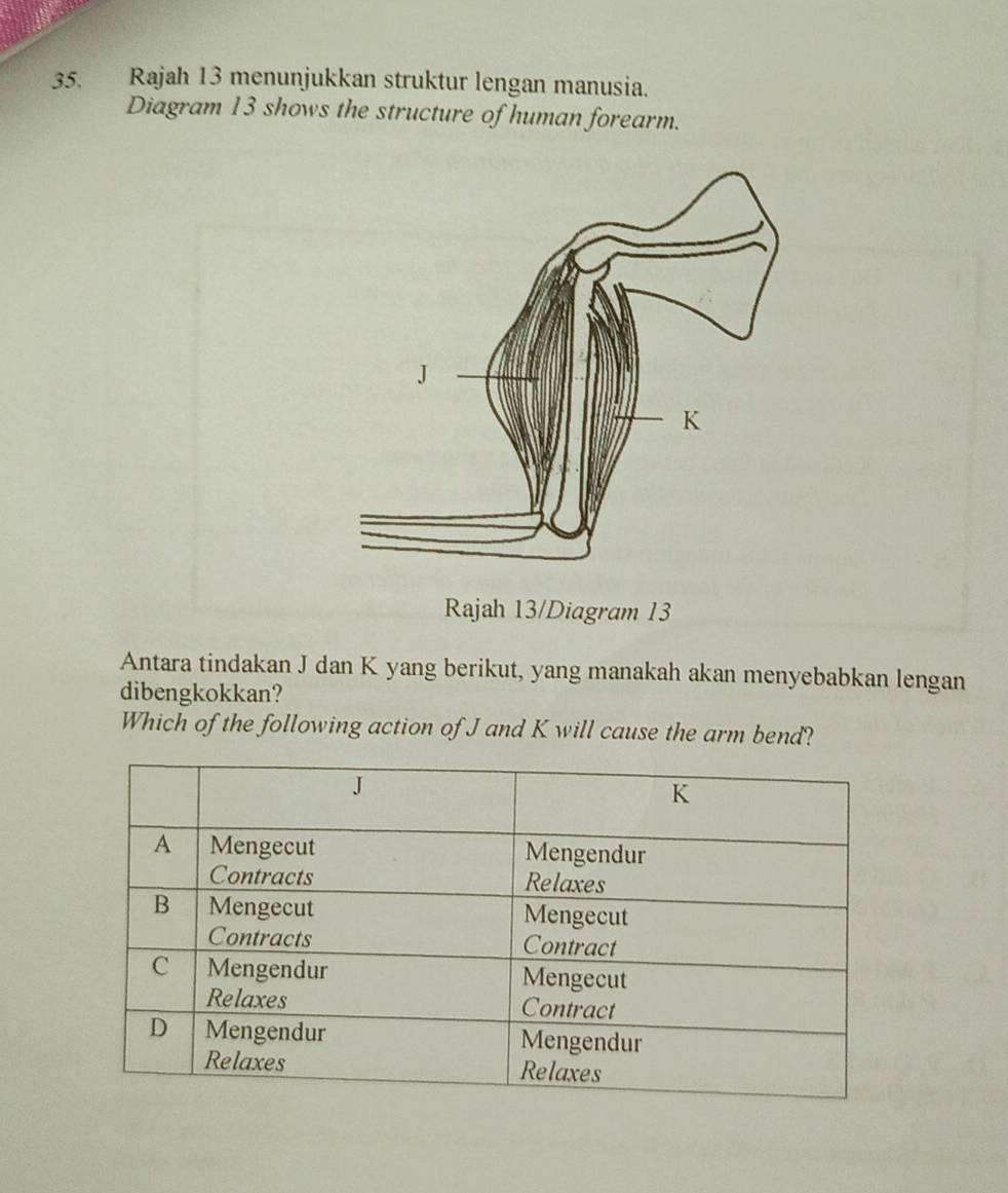 Rajah 13 menunjukkan struktur lengan manusia. 
Diagram 13 shows the structure of human forearm. 
Rajah 13/Diagram 13 
Antara tindakan J dan K yang berikut, yang manakah akan menyebabkan lengan 
dibengkokkan? 
Which of the following action of J and K will cause the arm bend?