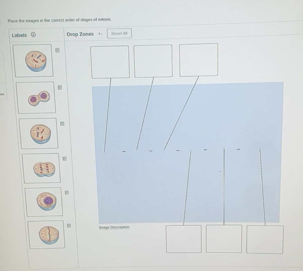 Solved: Place the images in the correct order of stages of mitosis ...