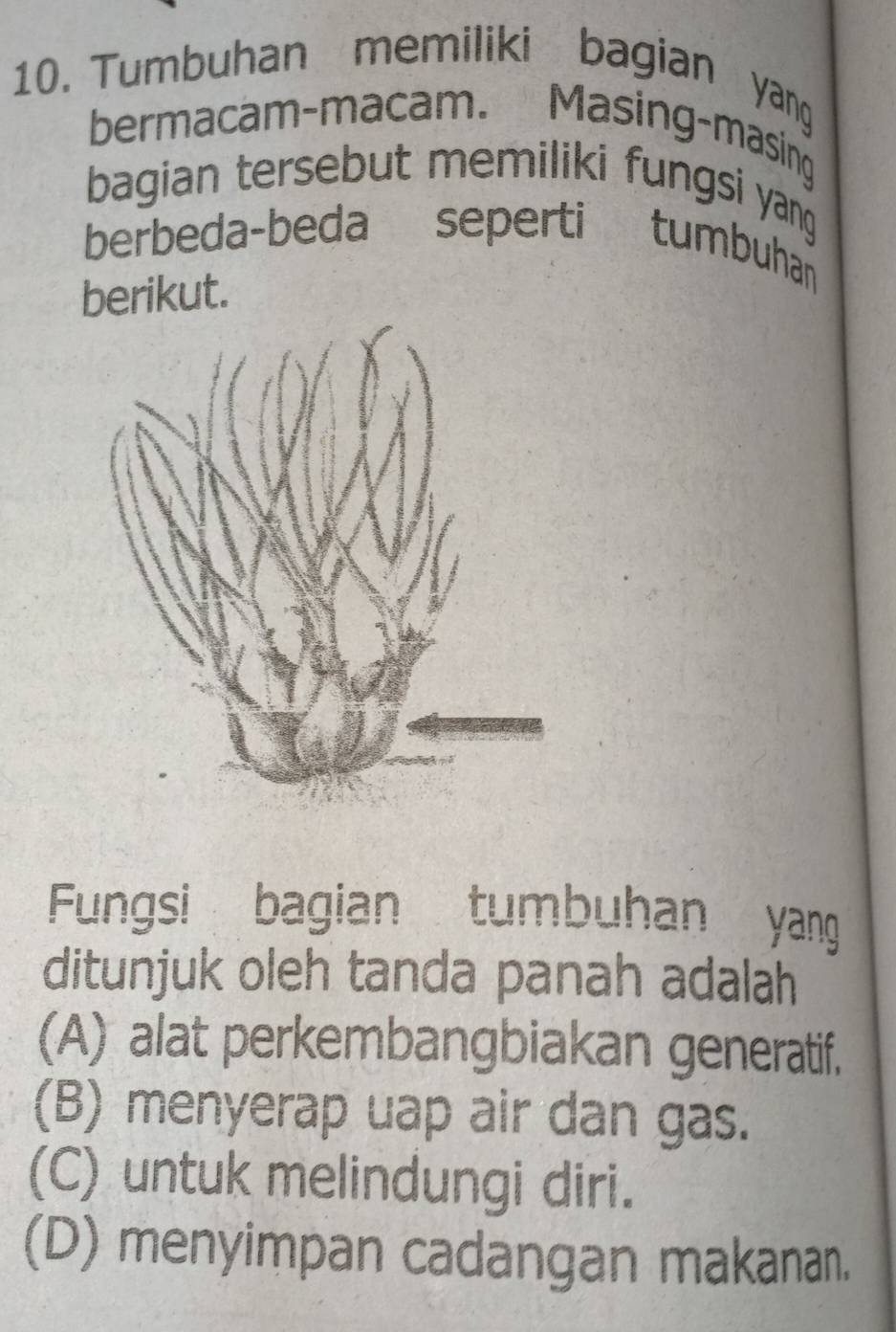 Tumbuhan memiliki bagian yang
bermacam-macam. Masing-masing
bagian tersebut memiliki fungsi yang
berbeda-beda seperti tumbuhan
berikut.
Fungsi bagian tumbuhan yang
ditunjuk oleh tanda panah adalah
(A) alat perkembangbiakan generatif.
(B) menyerap uap air dan gas.
(C) untuk melindungi diri.
(D) menyimpan cadangan makanan.