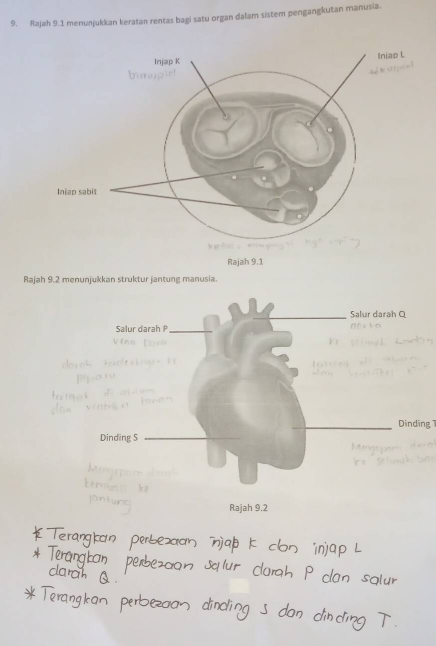 Rajah 9.1 menunjukkan keratan rentas bagi satu organ dalam sistem pengangkutan manusia. 
Rajah 9.2 menunjukkan struktur jantung manusia. 
_Dinding 1