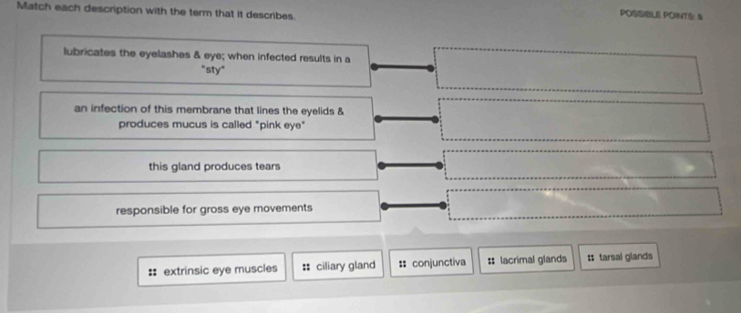 Match each description with the term that it describes.
POSSIBLE POINTS S
lubricates the eyelashes & eye; when infected results in a
"sty"
an infection of this membrane that lines the eyelids &
produces mucus is called "pink eye"
this gland produces tears
responsible for gross eye movements
:: extrinsic eye muscles : ciliary gland :: conjunctiva # lacrimal glands : tarsal glands