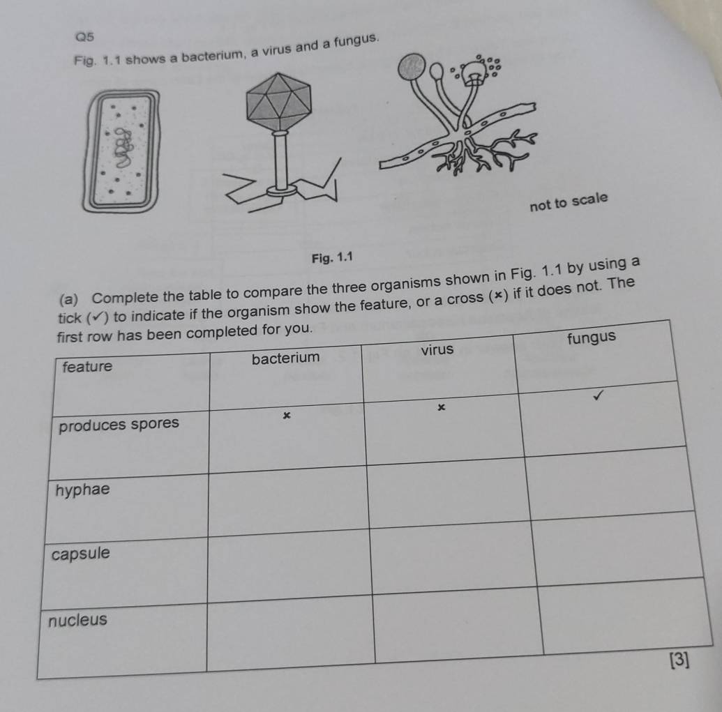 Fig. 1.1 shows a baterium, a virus and a fungus. 
not to scale 
Fig. 1.1 
(a) Complete the table to compare the three organisms shown in Fig. 1.1 by using a 
organism show the feature, or a cross (×) if it does not. The