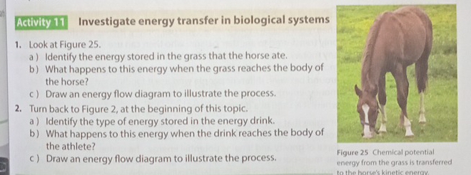 Activity 11 Investigate energy transfer in biological systems 
1. Look at Figure 25. 
a ) Identify the energy stored in the grass that the horse ate. 
b) What happens to this energy when the grass reaches the body of 
the horse? 
c ) Draw an energy flow diagram to illustrate the process. 
2. Turn back to Figure 2, at the beginning of this topic. 
a ) Identify the type of energy stored in the energy drink. 
b) What happens to this energy when the drink reaches the body of 
the athlete? 
c ) Draw an energy flow diagram to illustrate the process. energy from the grass is transferred 
to the horse's kinetic enerav .