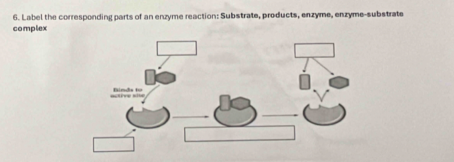 Label the corresponding parts of an enzyme reaction: Substrate, products, enzyme, enzyme-substrate 
complex