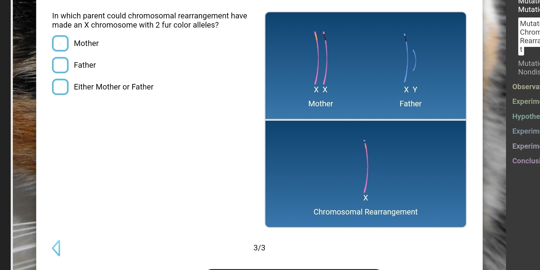 Mutati 
In which parent could chromosomal rearrangement have 
made an X chromosome with 2 fur color alleles? Mutati 
Chrom 
Mother 
Rearra 
Father Mutati 
I 
Nondis 
Either Mother or Father X Y
x x
Observa 
Mother Father Experim 
Hypothe 
Experim 
Experim 
Conclusi
X
Chromosomal Rearrangement
3/3