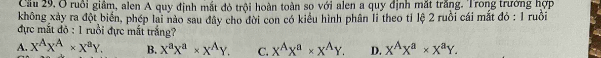 Cầu 29. O ruôi giâm, alen A quy định mắt đỏ trội hoàn toàn so với alen a quy định mặt trăng. Trong trường hợp
không xảy ra đột biển, phép lai nào sau đây cho đời con có kiểu hình phân li theo tỉ lệ 2 ruồi cái mắt đỏ : 1 ruồi
đực mắt đỏ : 1 ruồi đực mắt trắng?
A. X^AX^A* X^aY. B. X^aX^a* X^AY. C. x^Ax^a* x^AY. D. X^AX^a* X^aY.