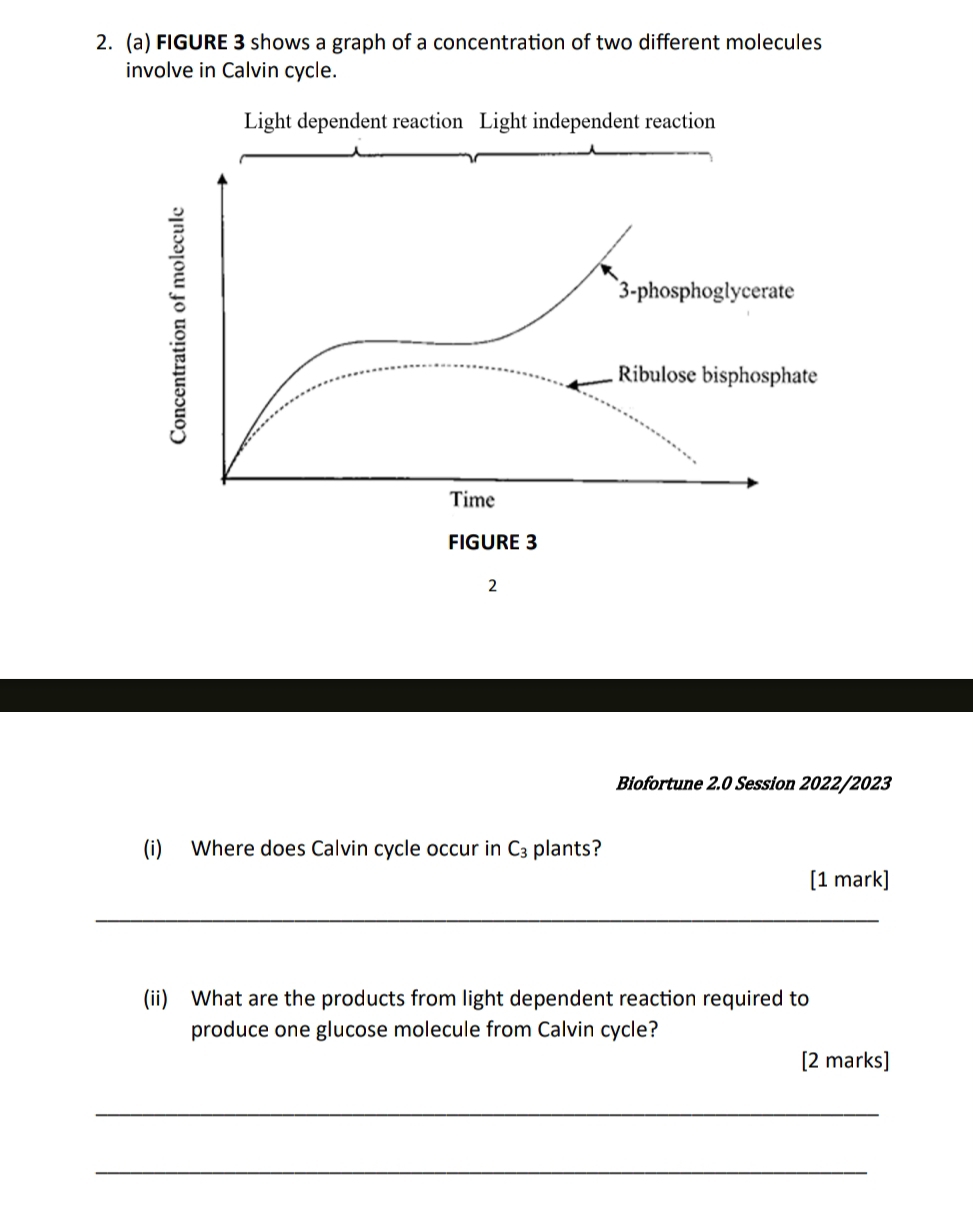 FIGURE 3 shows a graph of a concentration of two different molecules
involve in Calvin cycle.
Light dependent reaction Light independent reaction
3-phosphoglycerate
Ribulose bisphosphate
Time
FIGURE 3
2
Biofortune 2.0 Session 2022/2023
(i) Where does Calvin cycle occur in C_3 plants?
[1 mark]
_
(ii) What are the products from light dependent reaction required to
produce one glucose molecule from Calvin cycle?
[2 marks]
_
_