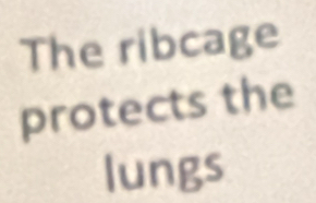 The ribcage 
protects the 
lungs