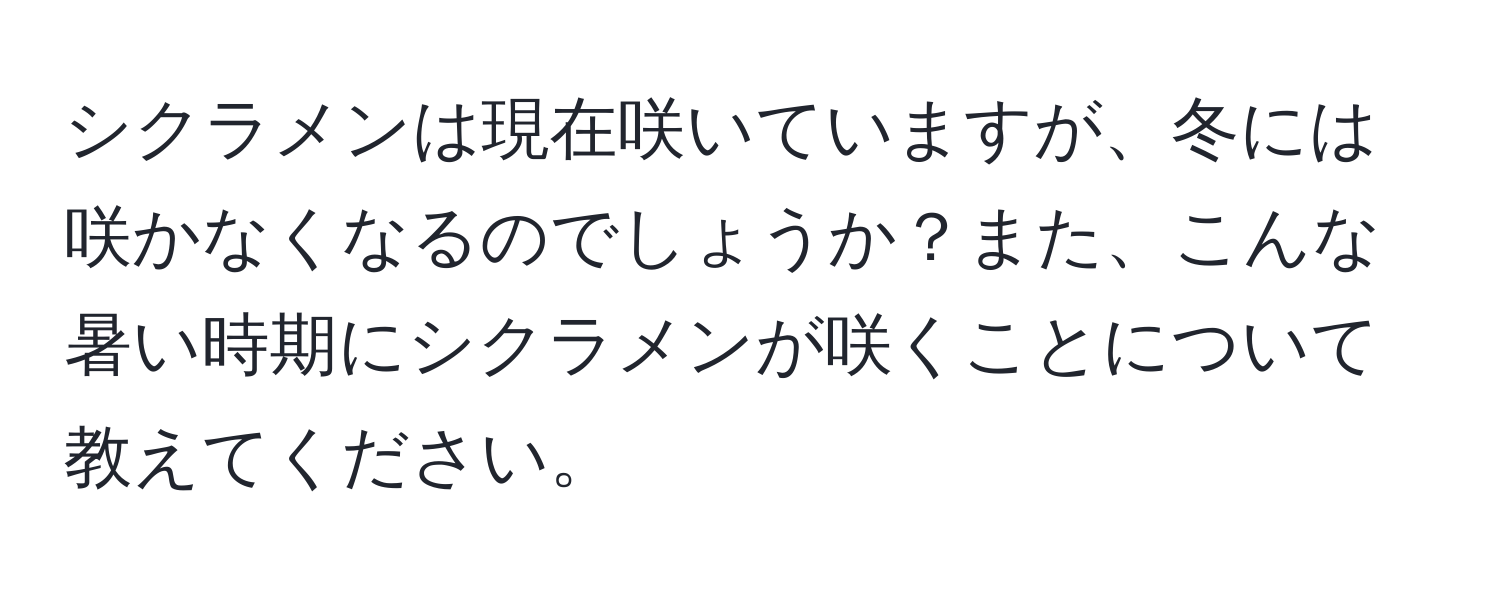 シクラメンは現在咲いていますが、冬には咲かなくなるのでしょうか？また、こんな暑い時期にシクラメンが咲くことについて教えてください。