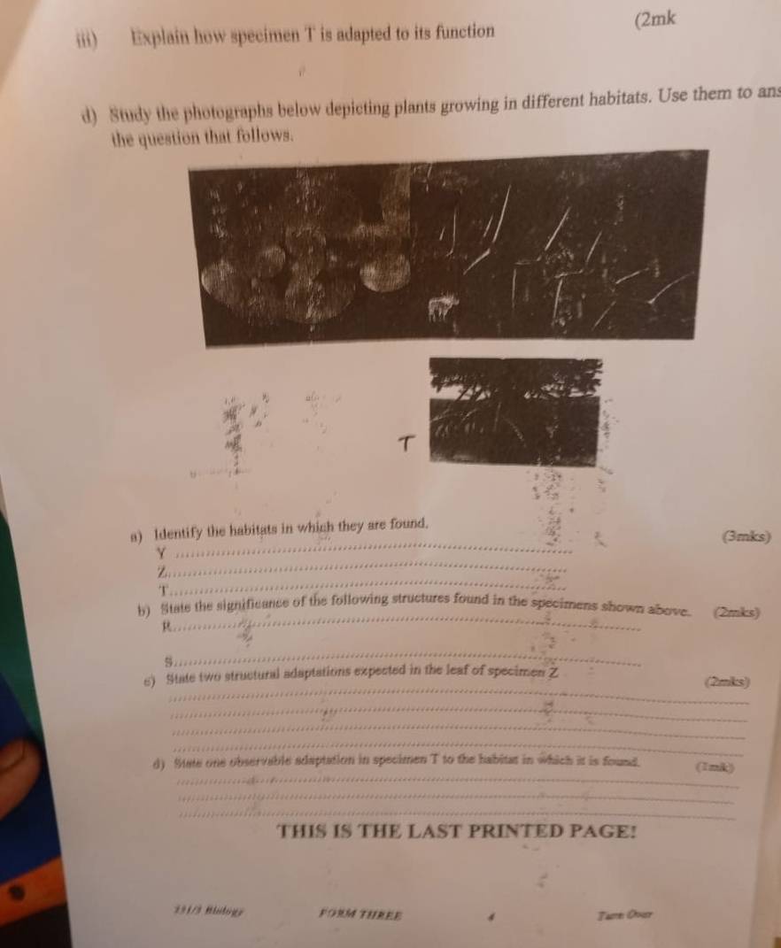 iii) Explain how specimen T is adapted to its function (2mk 
d) Study the photographs below depicting plants growing in different habitats. Use them to ans 
the qun that follows. 
_ 
a) Identify the habitats in which they are found. (3mks) 
_ 
Y 
7 
T 
_ 
_ 
b) State the significance of the following structures found in the specimens shown above. (2mks) 
s 
_ 
_ 
s) State two structural adaptations expected in the leaf of specimen Z (2mks) 
_ 
_ 
_ 
_ 
d) Mate one observable adaptation in specimen T to the habitat in which it is found. (1nk) 
_ 
_ 
THIS IS THE LAST PRINTED PAGE! 
291/3 B&ogy FOM THREE Tame Ovuer