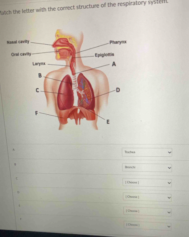 Match the letter with the correct structure of the respiratory system.
Nasal
Oral cavity
A
Trachea
B
Bronchi
C
[ Choose ]
D
[ Choose ]
E
[ Choose ]
F
[ Choose ]