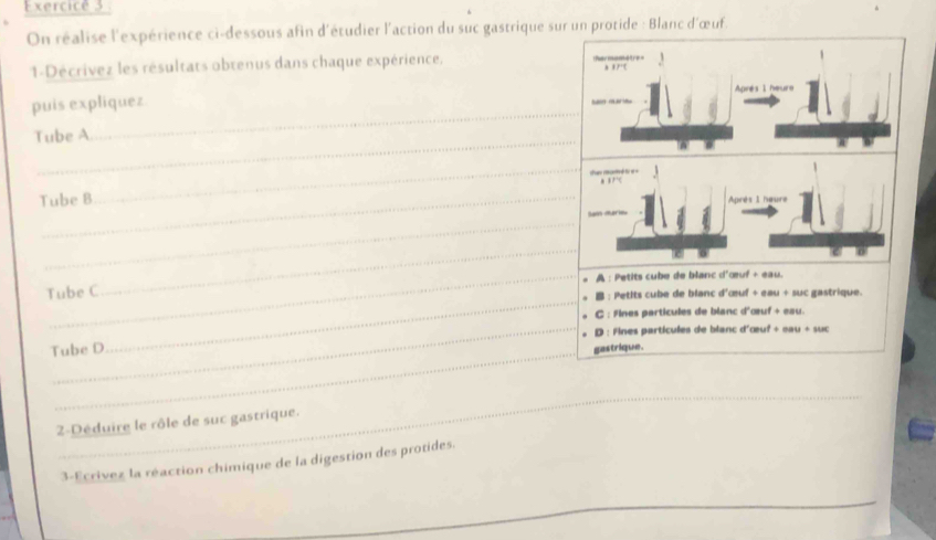 Exercicé 3
On réalise l'expérience ci-dessous afin d'étudier l'action du suc gastrique sur un protide : Blanc d'œuf.
1-Décrivez les résultats obtenus dans chaque expérience, 
puis expliquez
_
Tube A
_
_
Tube 8
_
_
_
Tube C A : Petits cube de blanc d'œuf + eau.
: Petlts cube de blanc d'œuf + eau + suc gastrique.
C : fines particules de blanc d'œuf + eau.
_
D : Fines particules de blanc d'œuf + eau + suc
_
Tube D
gastrique.
_
2-Déduire le rôle de suc gastrique.
3-Ecrivez la réaction chimique de la digestion des protides.