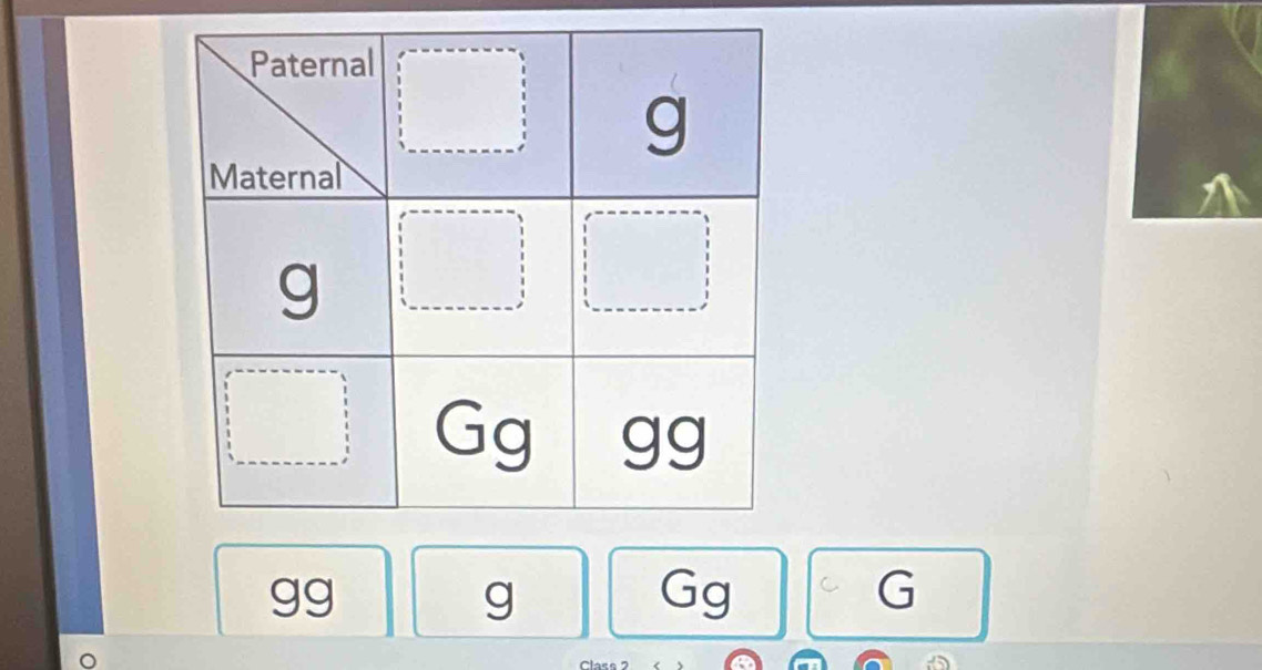 gg
g
Gg