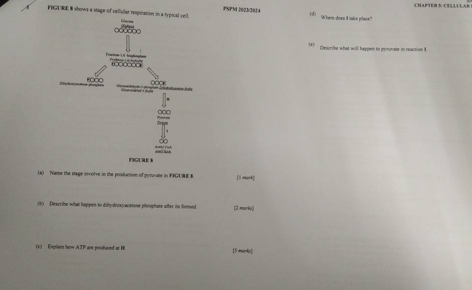 CHAPTER 5: CELLULAR 
FIGURE 8 shows a stage of cellular respiration in a typical cell 
PSPM 2023/2024 (d) Where does I take place? 
(e) Describe what will happen to pyruvate in reaction I 
(a) Name the stage involve in the production of pyruvate in FIGURE 8 [1 mark] 
(b) Describe what happen to dihydroxyacetone phosphate after its formed [2 marks] 
(c) Explain how ATP are produced at H [5 marks]