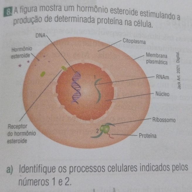 A figura mostra um hormônio esteroide estimulando a 
produção de determinada proteína na célula. 
a) Identifique os processos celulares indicados pelos 
números 1 e 2.