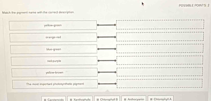 Solved: POSSIBLE POINTS: 2 Match the pigment name with the correct ...