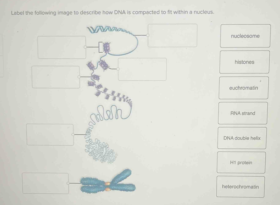 Solved: Label the following image to describe how DNA is compacted to ...