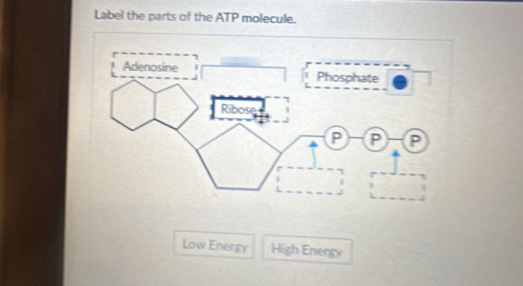 Label the parts of the ATP molecule. 
Low Energy High Energy