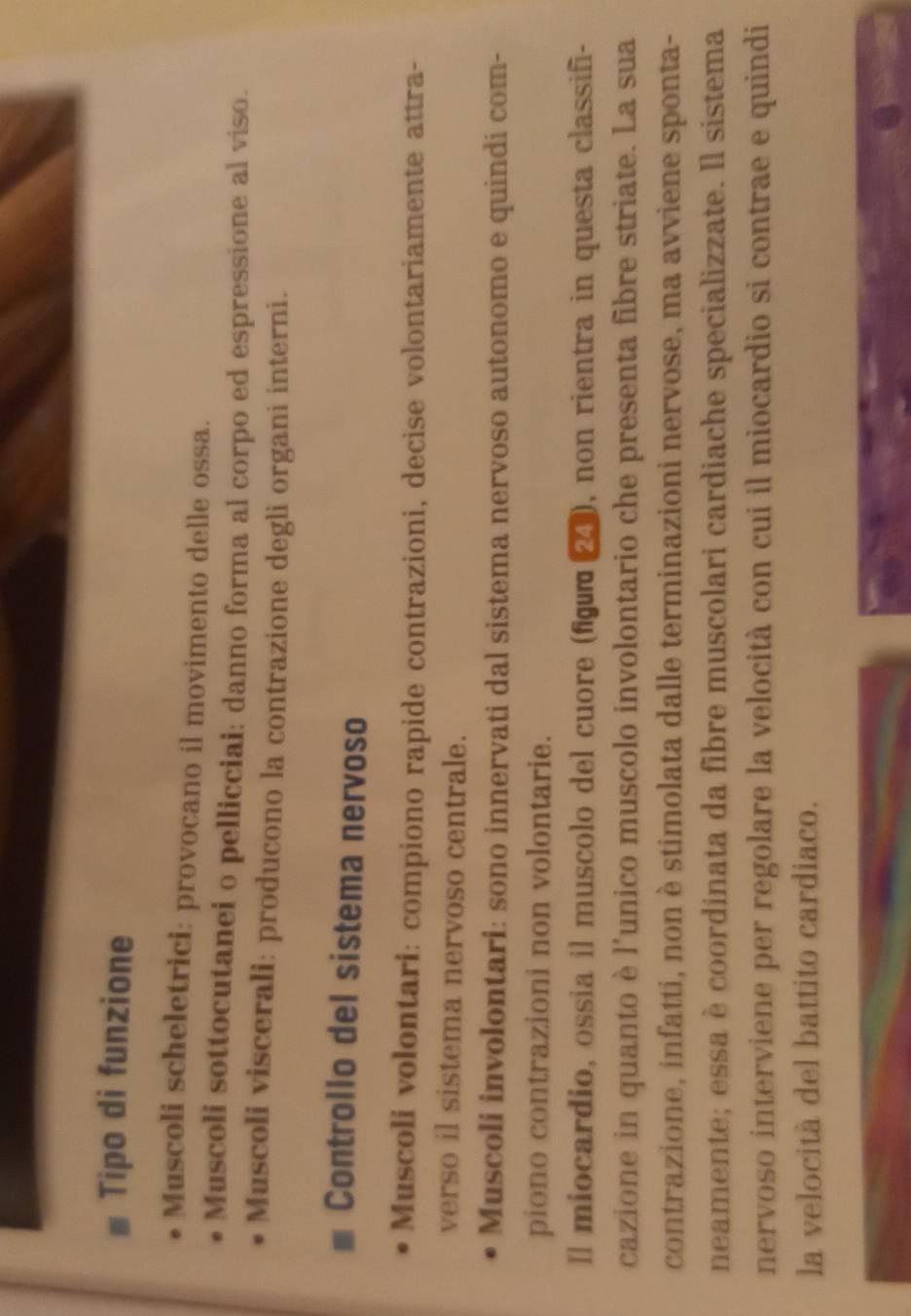 Tipo di funzione 
Muscoli scheletrici: provocano il movimento delle ossa. 
Muscoli sottocutanei o pellicciai: danno forma al corpo ed espressione al viso. 
Muscoli viscerali: producono la contrazione degli organi interni. 
Controllo del sistema nervoso 
Muscoli volontari: compiono rapide contrazioni, decise volontariamente attra- 
verso il sistema nervoso centrale. 
Muscoli involontari: sono innervati dal sistema nervoso autonomo e quindi com- 
piono contrazioni non volontarie. 
Il miocardio, ossia il muscolo del cuore (figu 2), non rientra in questa classifi- 
cazione in quanto è l'unico muscolo involontario che presenta fibre striate. La sua 
contrazione, infatti, non è stimolata dalle terminazioni nervose, ma avviene sponta- 
neamente; essa è coordinata da fibre muscolari cardiache specializzate. Il sistema 
nervoso interviene per regolare la velocità con cui il miocardio si contrae e quindi 
la velocità del battito cardiaco.