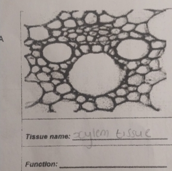 Tissue name:_ 
_ 
_ 
_ 
Function:_