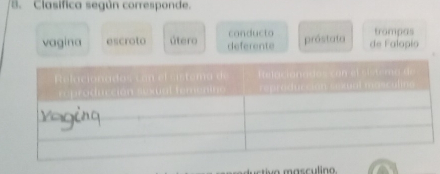 Clasifica según corresponde.
conducto trompas
vagina escroto útero deferente próstata de Falopio