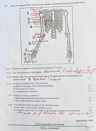 Study the diagram below of the human skeleton and answer the questions that follow. 
3.4.1. Provide the labels for the structures numbered 4, 6 and 9. (3) 
3.4.2. List TWO functions of the skeleton. 
3.4.3. NAME ONE of the bones that forms part of the axial skeleton represented in the (1) 
diagram above. 
3.4.4. Provide the NUMBER/S of the bone that: 
a) attaches the upper limb to the axial skelleton. 
b) forms part of the hand. (1) (1) 
c) is classified as a flat bone. (1) 
3.4.5. Refer to the bone numbered 2. 
a) Which tissue attaches these bones to the stemum? (1) 
b) Give TWO functions of these bones. 
(2) 
3.4.6. The vertebral column is made of 33 individual bones 
a) Give ONE function of the vertebral column. 
b) Provide a reason why it is made up of 33 bones instead of one long bone. (1) (1) 
QUESTION 3 [50] 
TOTAL SECTION B: 50 MARKS 
TOTAL: 150 MARKS