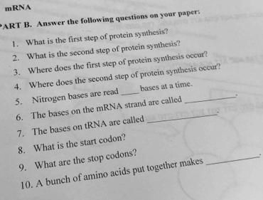 mRNA 
PART B. Answer the following questions on your paper: 
1. What is the first step of protein synthesis? 
2. What is the second step of protein synthesis? 
3. Where does the first step of protein synthesis occur? 
4. Where does the second step of protein synthesis occur? 
5. Nitrogen bases are read _bases at a time. 
6. The bases on the mRNA strand are called . 
7. The bases on tRNA are called 
8. What is the start codon? 
9. What are the stop codons? 
_. 
10. A bunch of amino acids put together makes